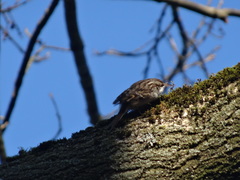 Certhia brachydactyla