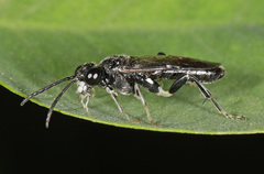 Macrophya