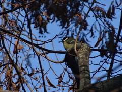 Parus major