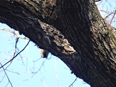 Certhia brachydactyla