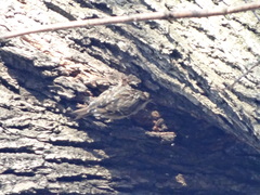 Certhia brachydactyla