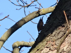 Sitta europaea