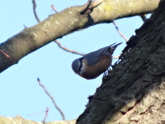 Sitta europaea