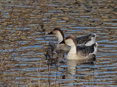 Anser cygnoides domesticus