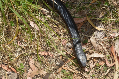 Red-bellied Black Snake sighting