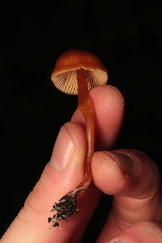 Rhodophana sp. 'nitellina-PNW05'