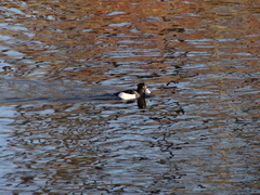 Aythya fuligula