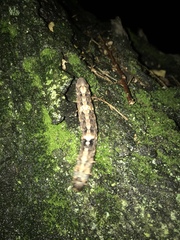 Lepidoptera