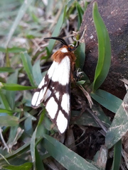 Anaphe panda