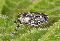 Cylindrocopturus quercus