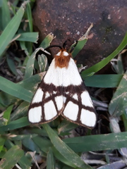 Anaphe panda
