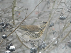 Turdus pilaris