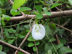 Clitoria ternatea albiflora