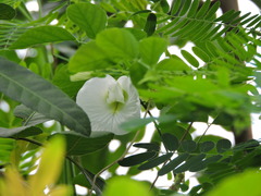 Clitoria ternatea albiflora