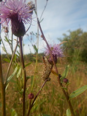 Cirsium arvense
