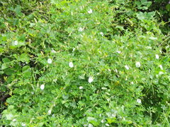 Clitoria ternatea albiflora
