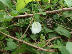 Clitoria ternatea albiflora