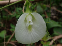 Clitoria ternatea albiflora