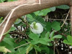 Clitoria ternatea albiflora