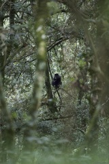 Cercopithecus mitis stuhlmanni