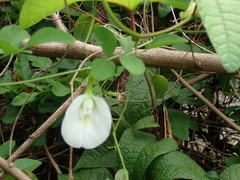 Clitoria ternatea albiflora