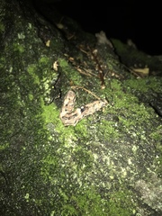 Lepidoptera