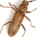 Lesser Ivory-marked Beetle - Photo (c) Mike Quinn, Austin, TX, some rights reserved (CC BY-NC), uploaded by Mike Quinn, Austin, TX