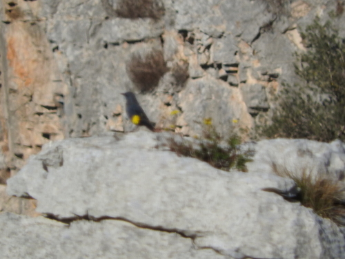 Monticola solitarius