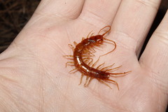 Eupolybothrus litoralis