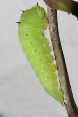 Graphium angolanus angolanus