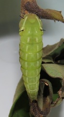 Graphium angolanus angolanus