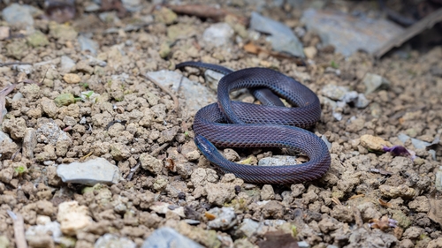 Achalinus yunkaiensis