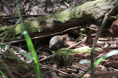Antechinus