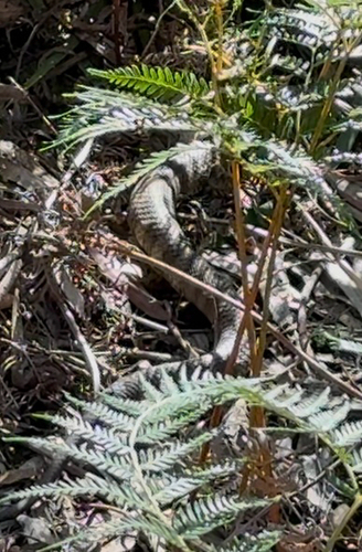 Tiger Snake sighting