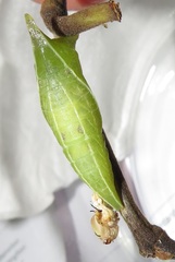 Graphium angolanus angolanus