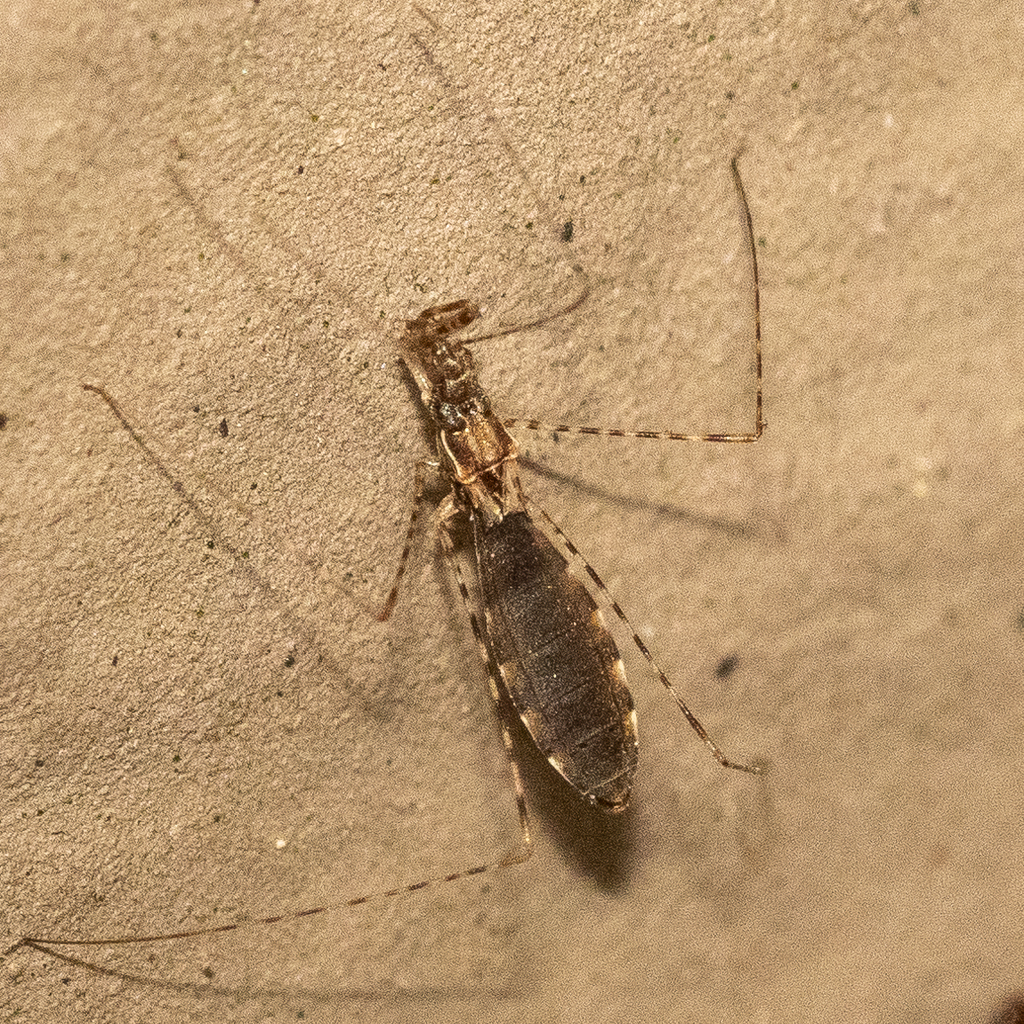 Thread Like Insect Thread Bug in November 2025 by Alan Yoshioka · iNaturalist