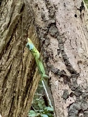 Anolis richardii
