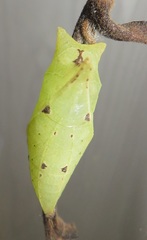 Graphium angolanus angolanus