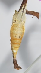 Graphium angolanus angolanus