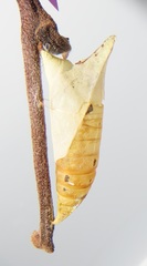 Graphium angolanus angolanus