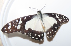 Graphium angolanus angolanus