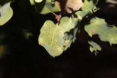 Sphaerulina quercicola