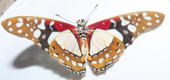 Graphium angolanus angolanus