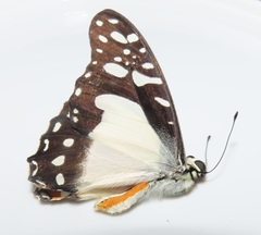 Graphium angolanus angolanus