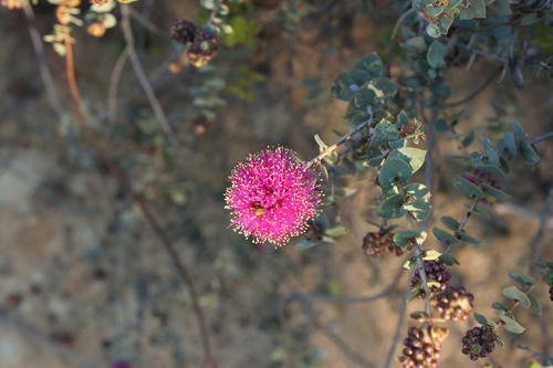 Melaleuca cordata observed 2025-11-02