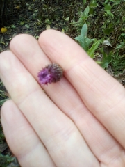 Cirsium arvense