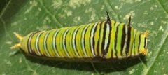 Graphium angolanus angolanus