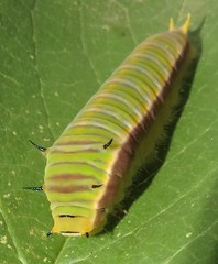 Graphium angolanus angolanus