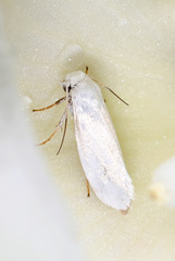 Prodoxidae