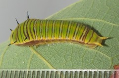 Graphium angolanus angolanus